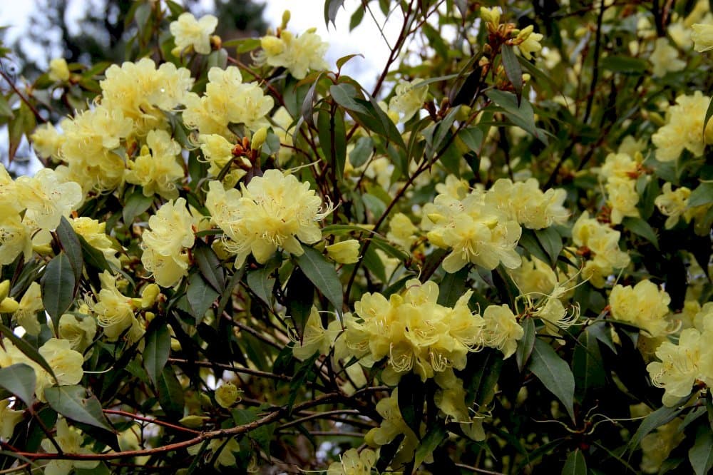 rhododendron 'Bagshot Sands'