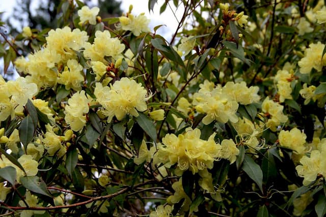 Rhododendron 'Bagshot Sands'