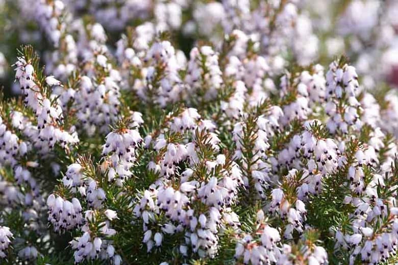 heather 'Margaret Porter'