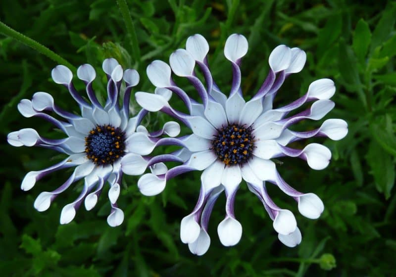 African daisy 'Whirlygig'