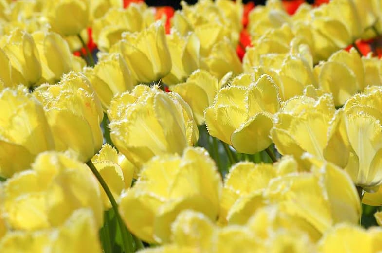 tulip 'Fringed Elegance'