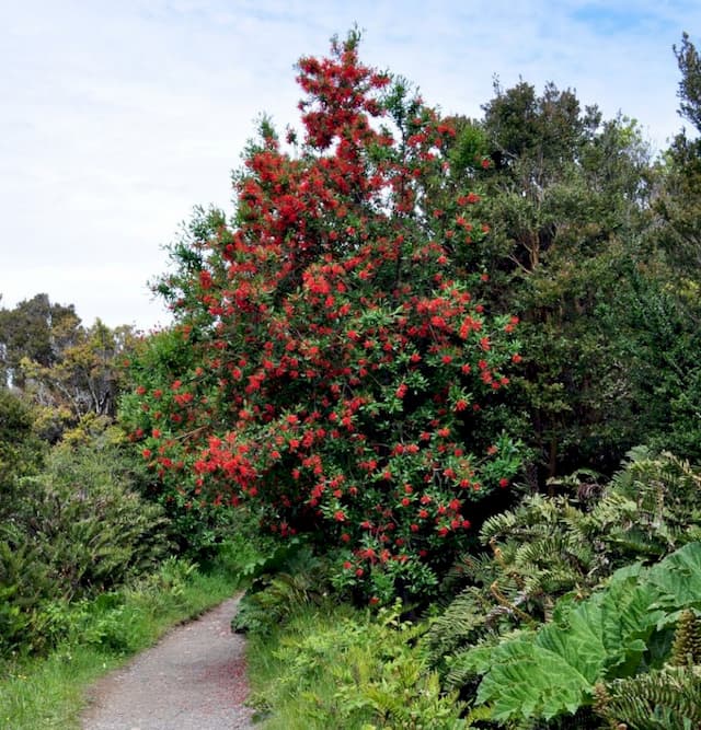 Chilean fire-bush