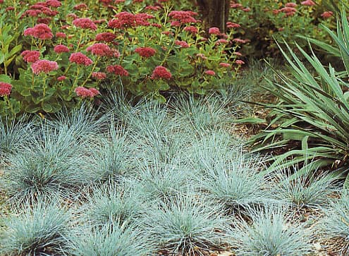 blue fescue 'Elijah Blue'