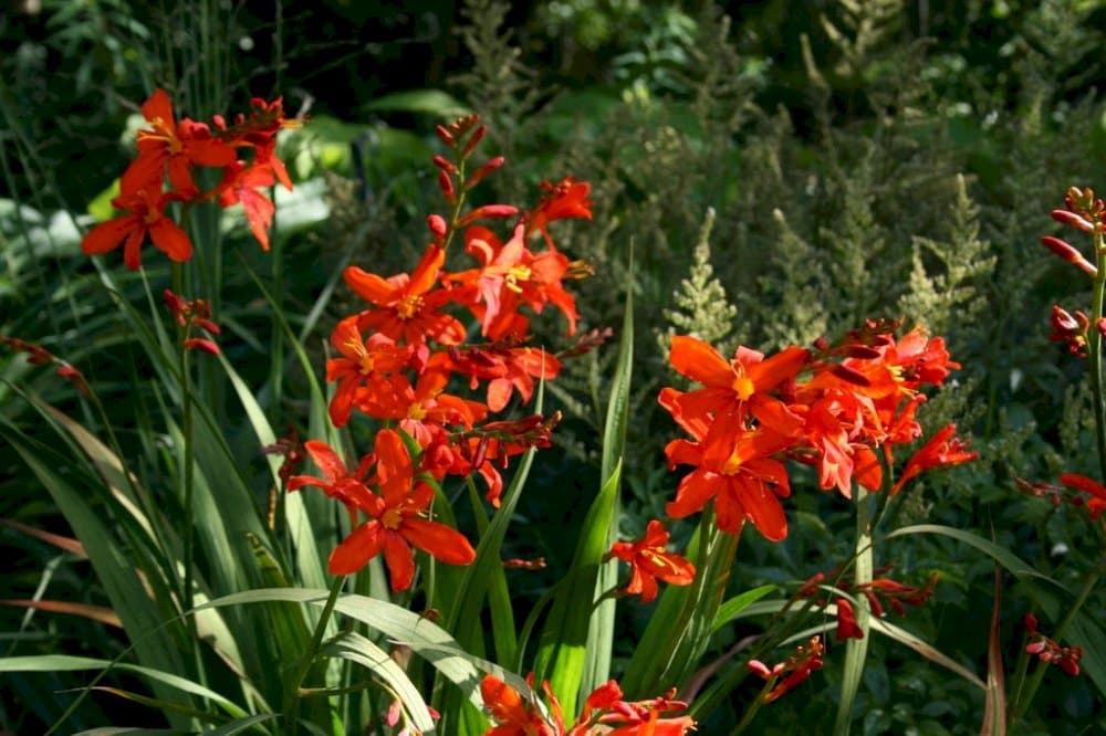 montbretia 'Zeal Tan'