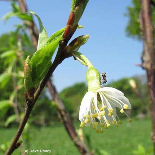 Tibetan Cherry 'Dorothy Clive'