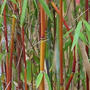 Chinese fountain bamboo 'Jiu'