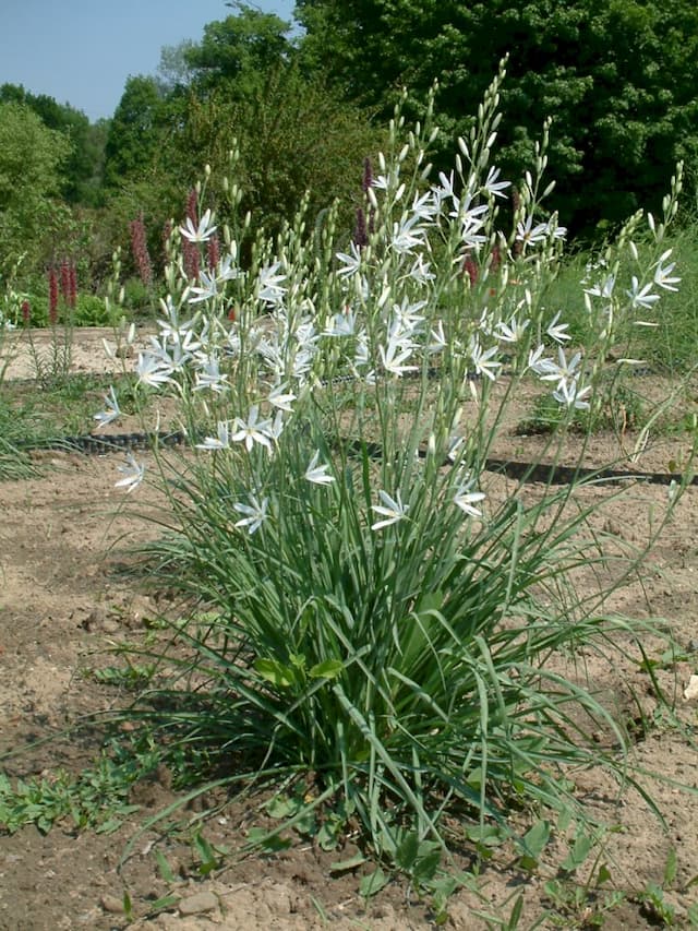 St Bernard's lily 'Major'