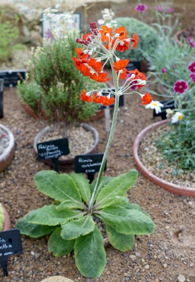 Cockburnia primrose