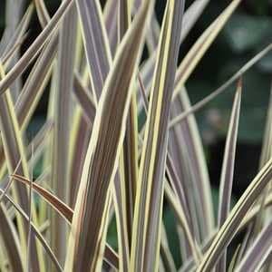 Cabbage palm 'Sprilecflash'