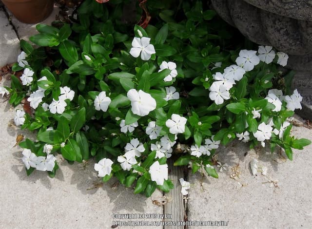 White rose periwinkle