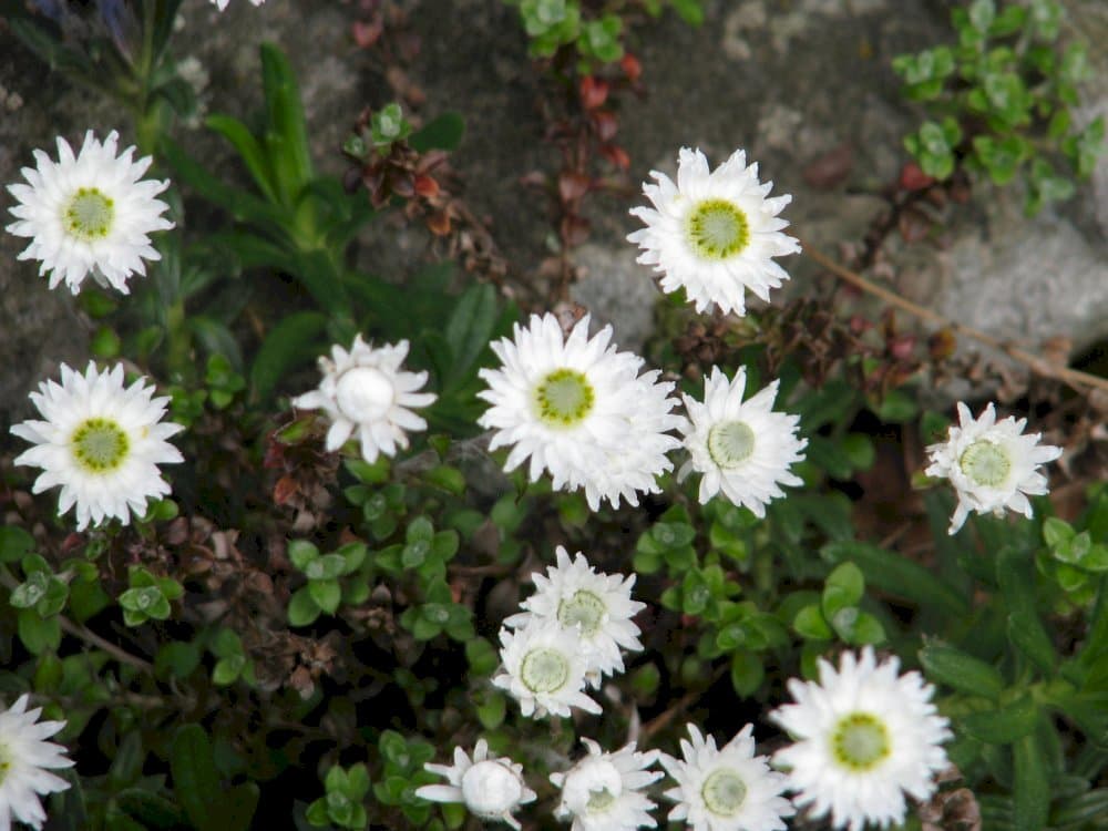 New Zealand everlasting flower