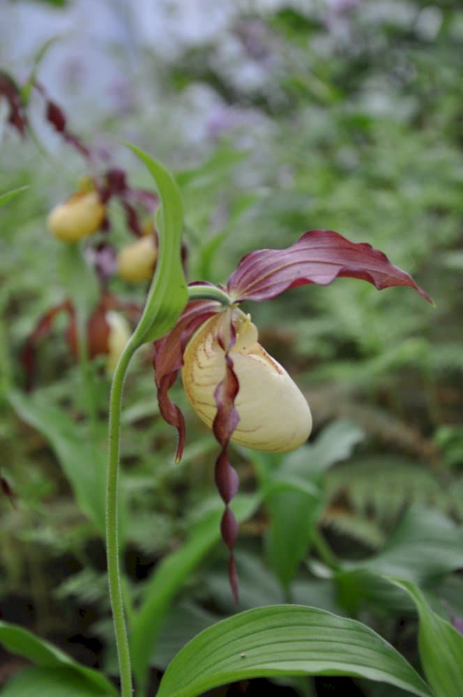 lady's slipper orchid Dietrich gx