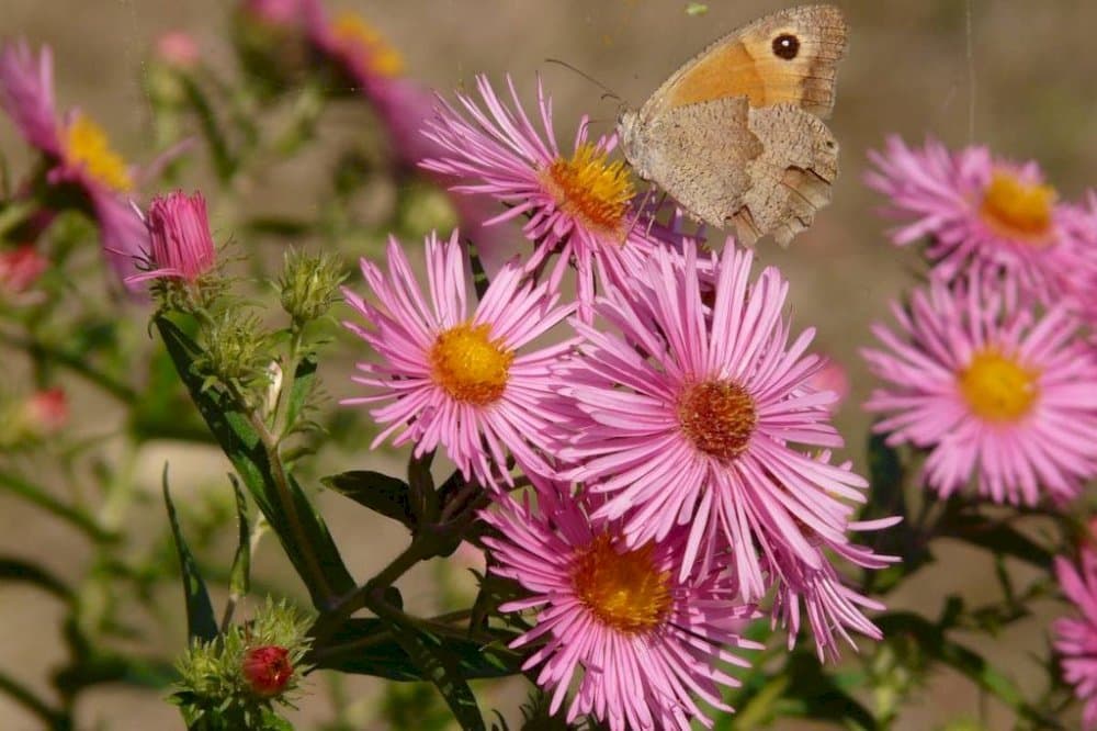 New York Aster 'Alice Haslam'