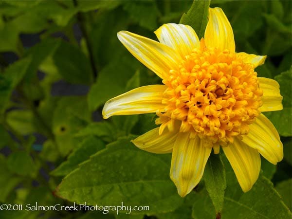 sunflower 'Capenoch Star'