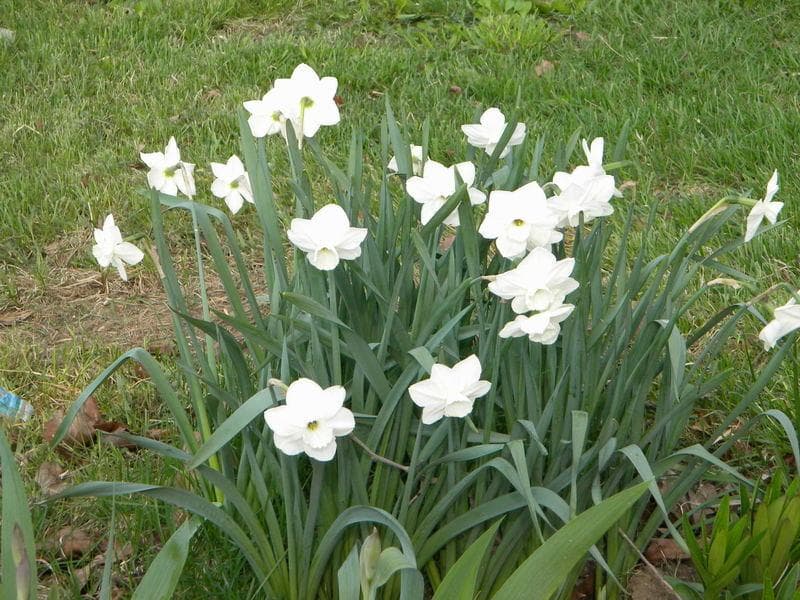 daffodil 'Misty Glen'