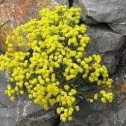 Mountain Alyssum 'Berggold'