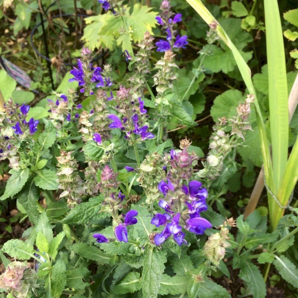 Wood Sage 'Balsalarv'