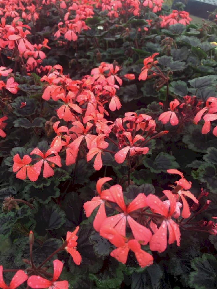 pelargonium 'The Boar'