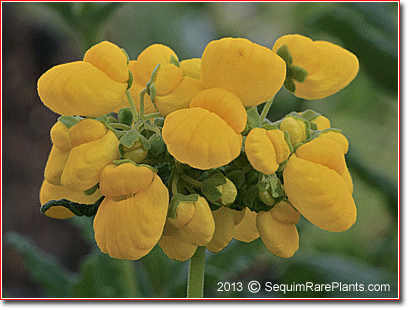 slipperwort 'Sunshine'