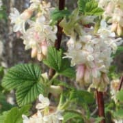 flowering currant 'Elkington's White'