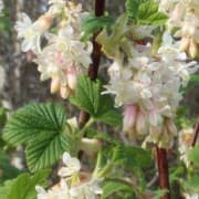 Flowering currant 'Elkington's White'