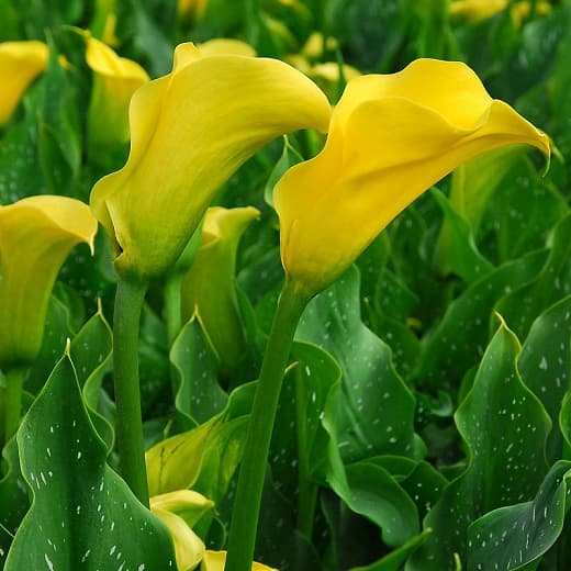 golden calla