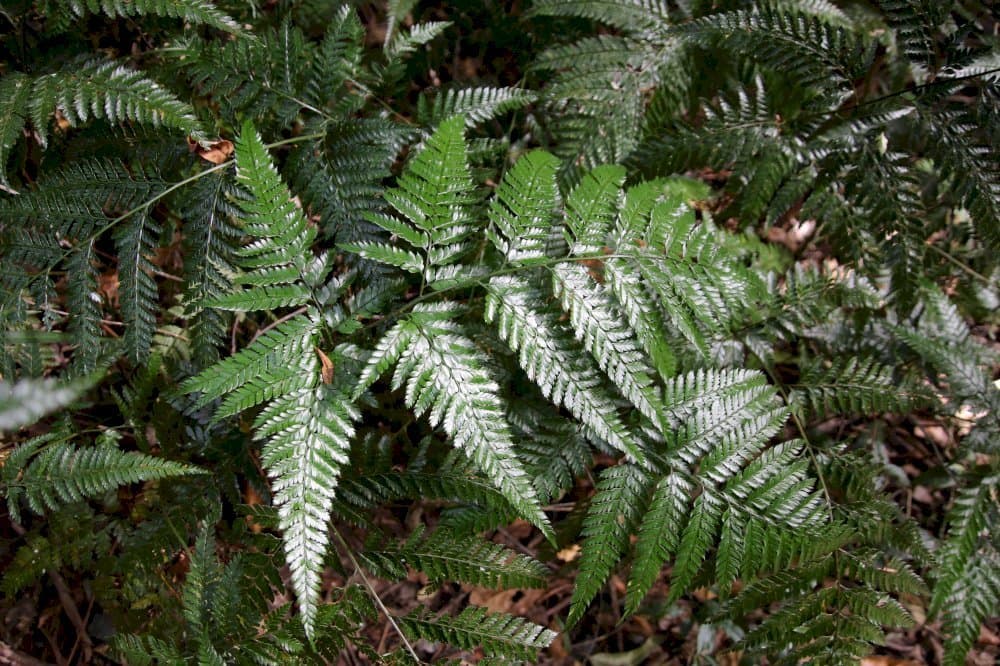 Prickly Shield Fern