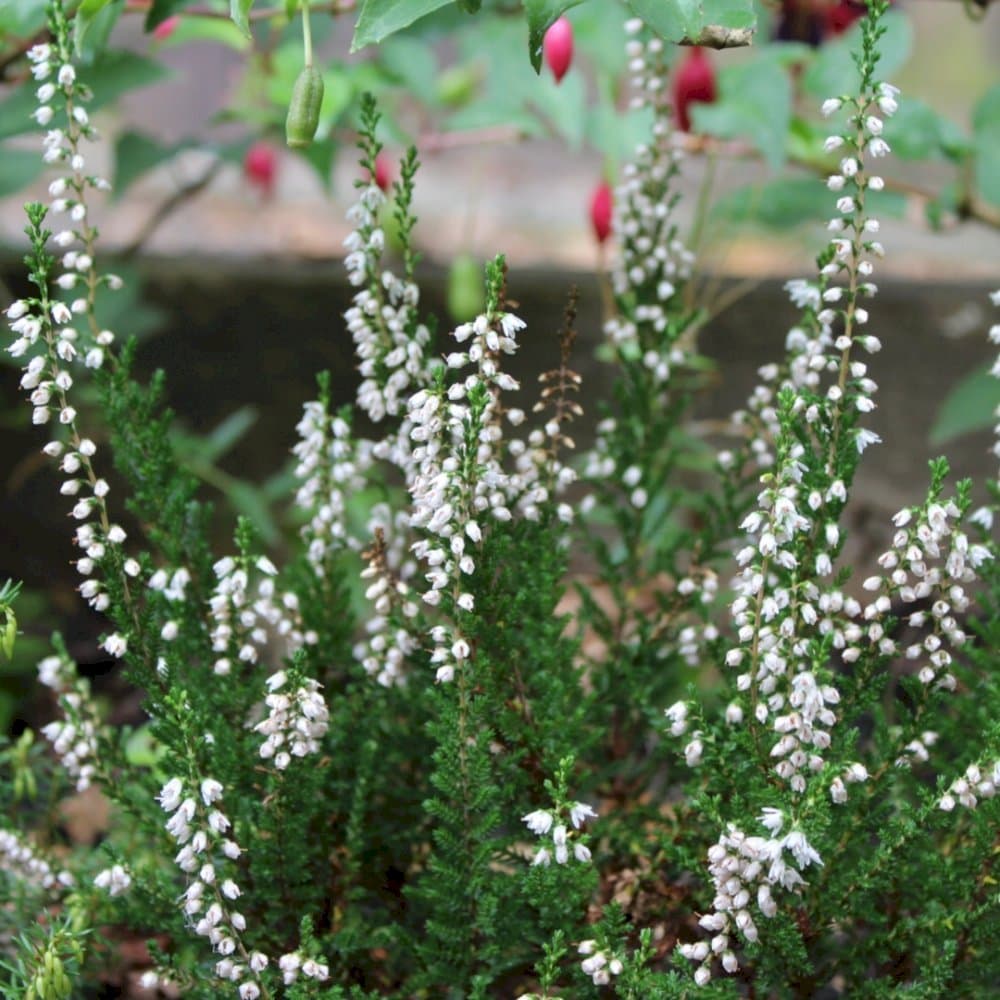 heather 'Hammondii Aureifolia'