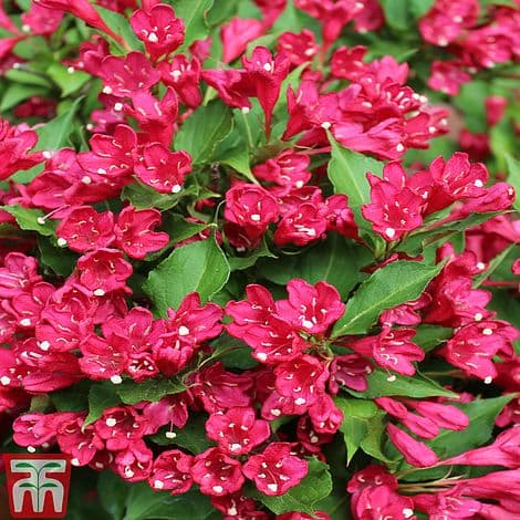 weigela [All Summer Red]