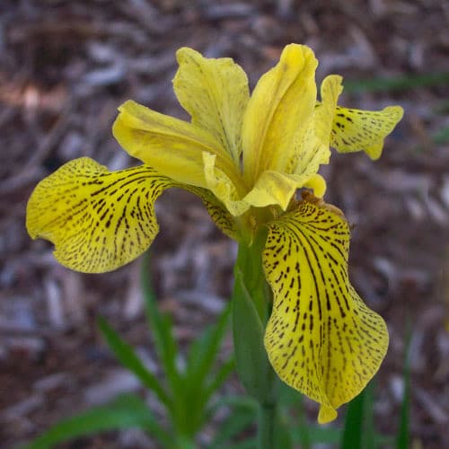 Wilson iris