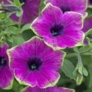 Petunia 'Kerbuzzby'