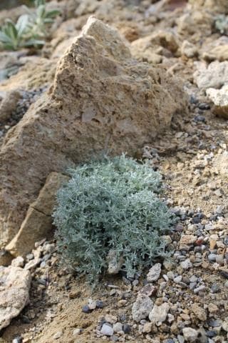 Caucasian wormwood