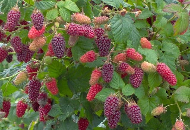 Rubus (Tayberry Group) 'Medana'