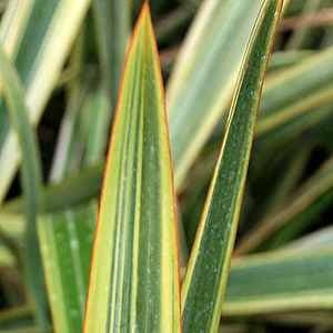 Mountain Flax 'Gold Ray'