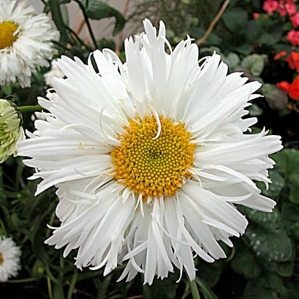 Chrysanthemum 'Crazy Daisy'