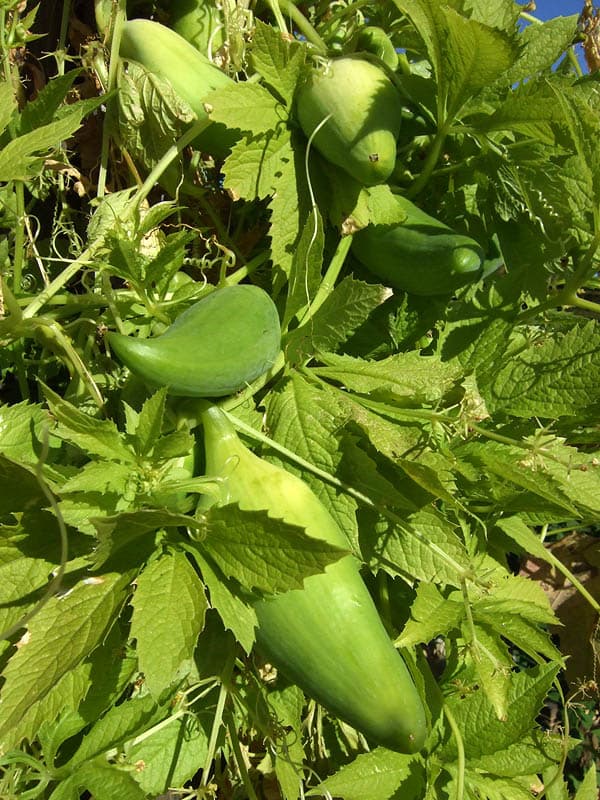 stuffing gourd