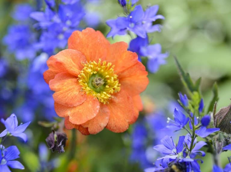 avens 'Fire Opal'