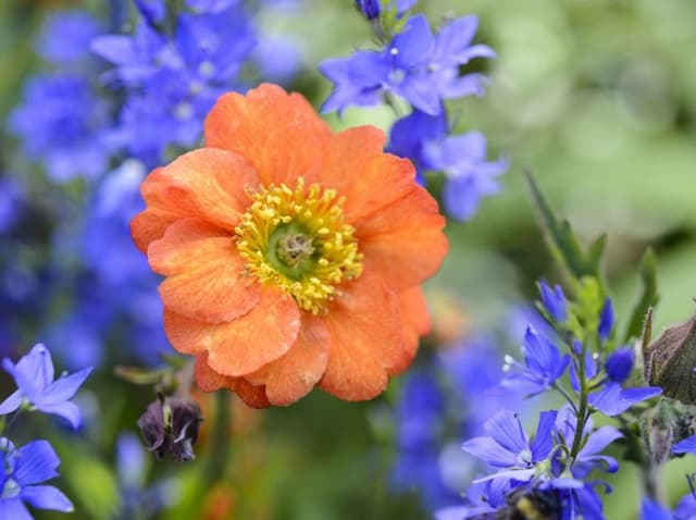 Avens 'Fire Opal'