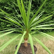 New Zealand Cabbage Tree 'Peko'