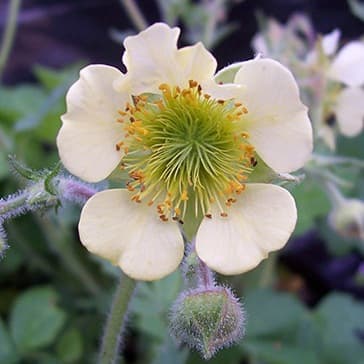 avens 'Moonlight Serenade'