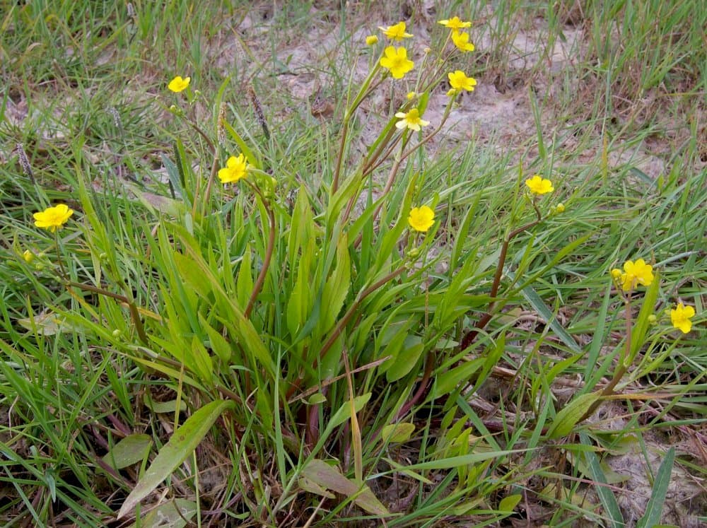 lesser spearwort