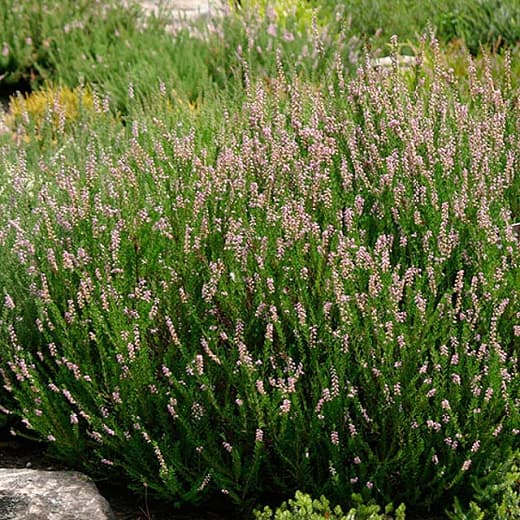 heather 'Spring Torch'