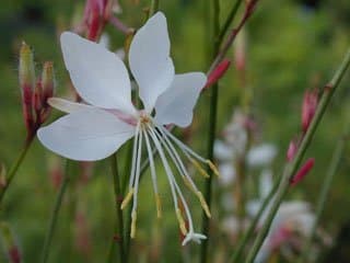 Clockweed 'White Dove'