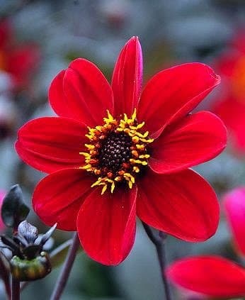 Dahlia 'HS Romeo'