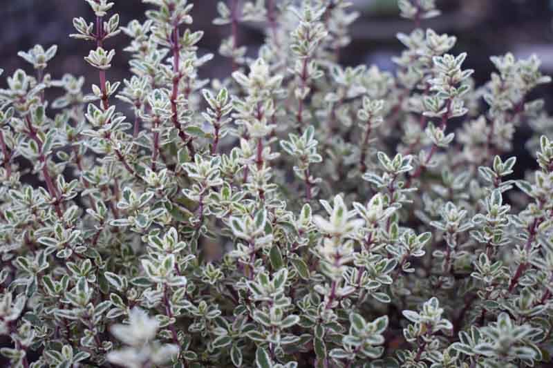 thyme 'Silver Posie'