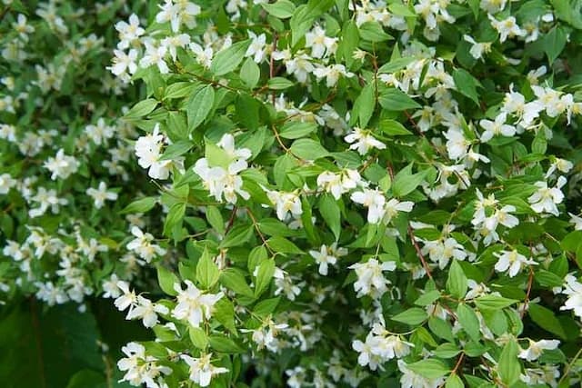 Little-Leaf Mock Orange