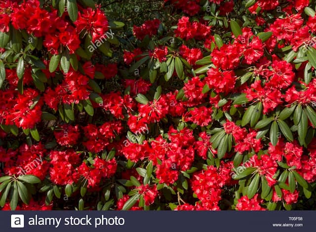 Rhododendron 'Choremia'