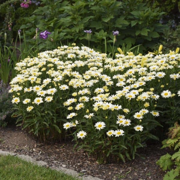 Leucanthemum 'Banana Cream'