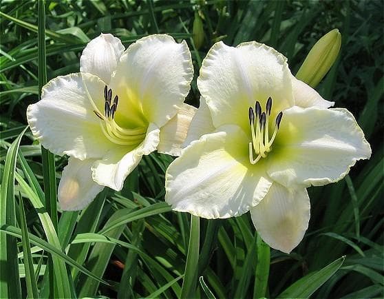 daylily 'Arctic Snow'