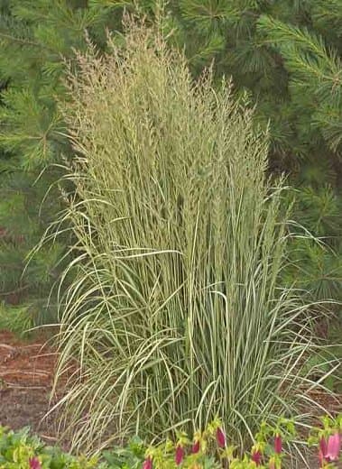 Feather reed grass 'Avalanche'